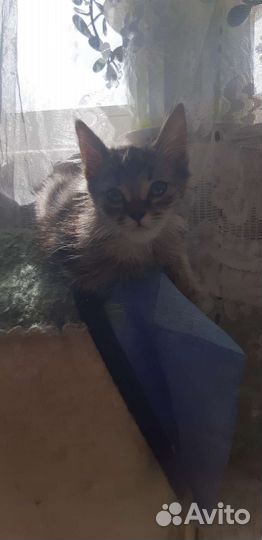Кошки