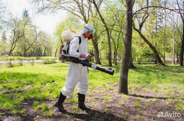 Уничтожение клопов тараканов грызунов