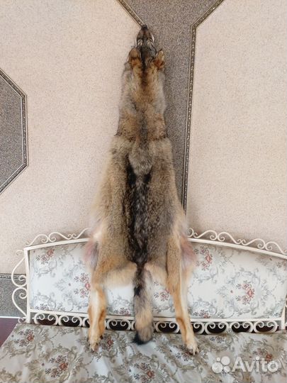 Шкура волка