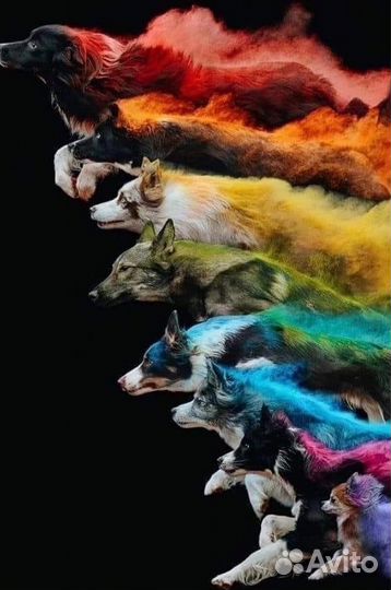 Кинолог с выездом