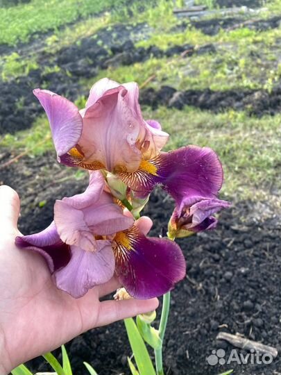 Ирис бородатый