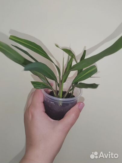 Кордилина, руэллия, афеландра