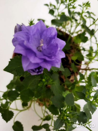 Кампанула (жених )