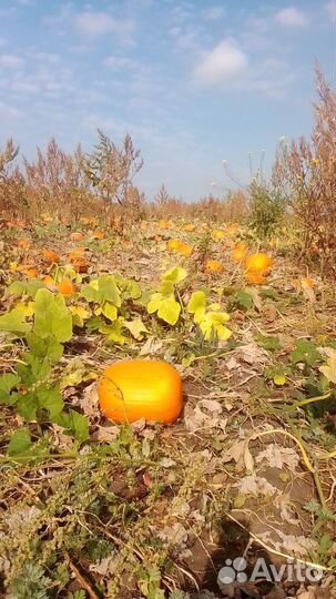 Тыква Хеллоуин