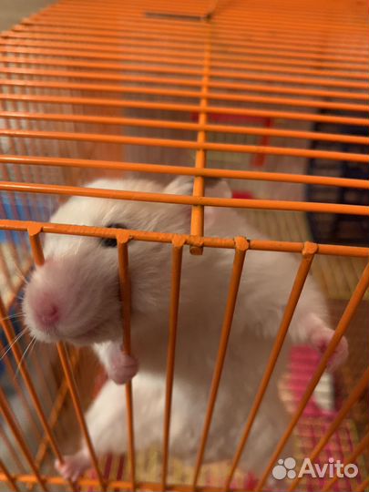 Сирийский хомяк с клеткой