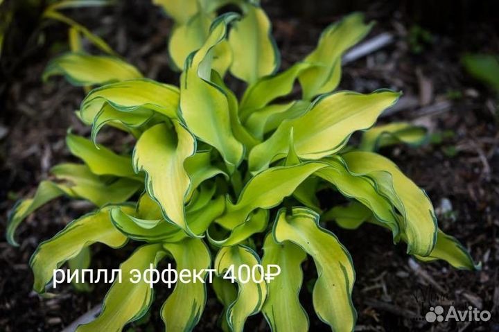 Хосты