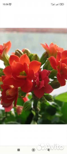 Каланхоэ - красное, желтое(мохровое)