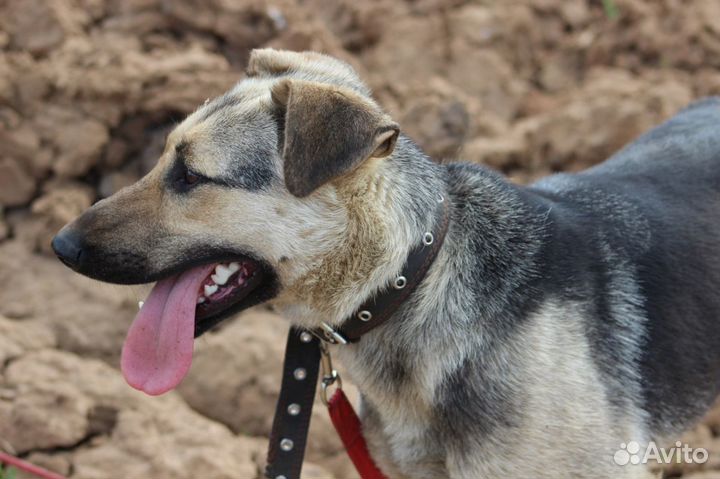 Метис восточноевропейской овчарки