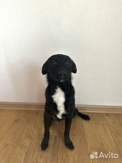 Передержка собак в домашних условиях