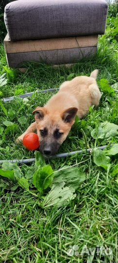 Щеночки мальчики