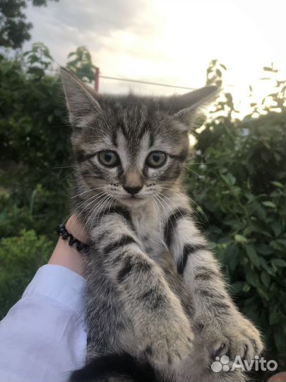 Котенок в дар бесплатно