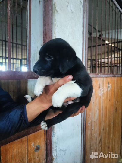 Щенки ищут дом