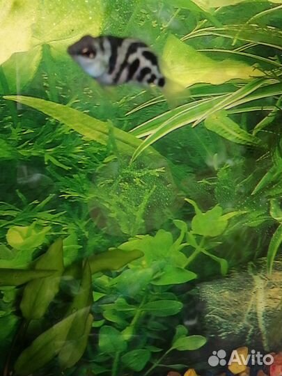 Бирюзовая панда,сапфировый попугай