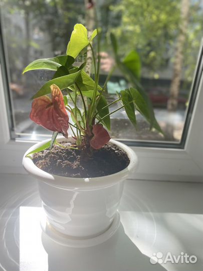 Антуриум мужское счастье