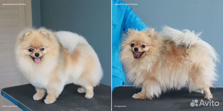 Стрижка шпица. Грумер породник