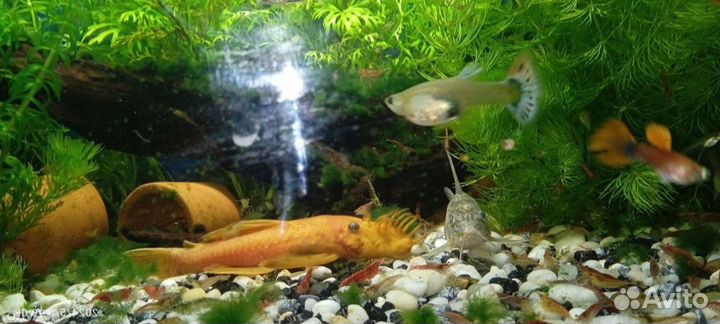 Креветки и гуппи - мальки,мальки сома анциструса