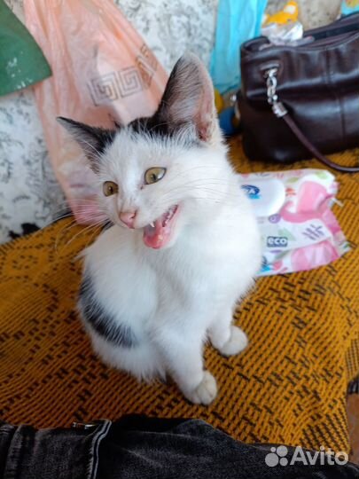 Котёнок мальчик