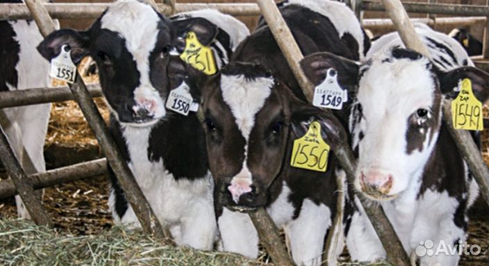 Телята бычки скороспелые