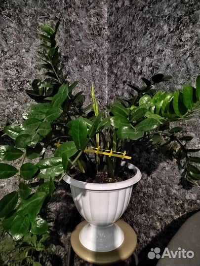 Взрослый цветок