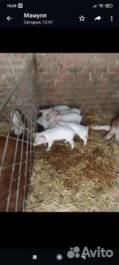 Поросята крупная белая