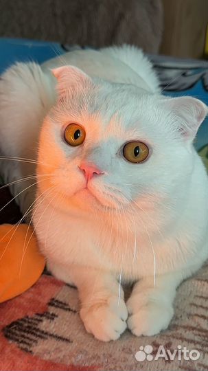 Кот на вязку