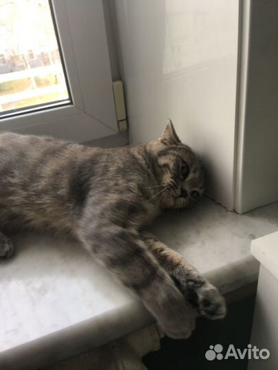 Отдам в добрые руки