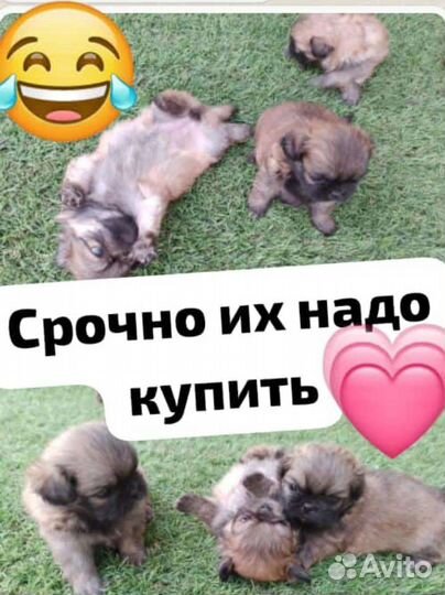 Щенки пекинеса