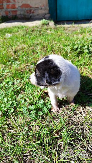 Собака в добрые руки отдам бесплатно