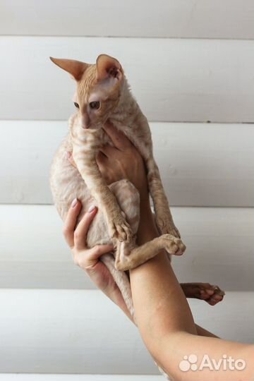 Корниш-рекс