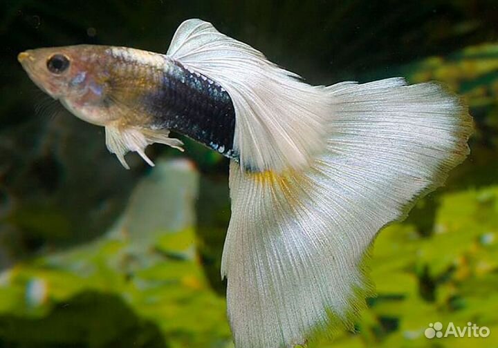 Аквариумные рыбки,растения,амфибии,двоякодышащие