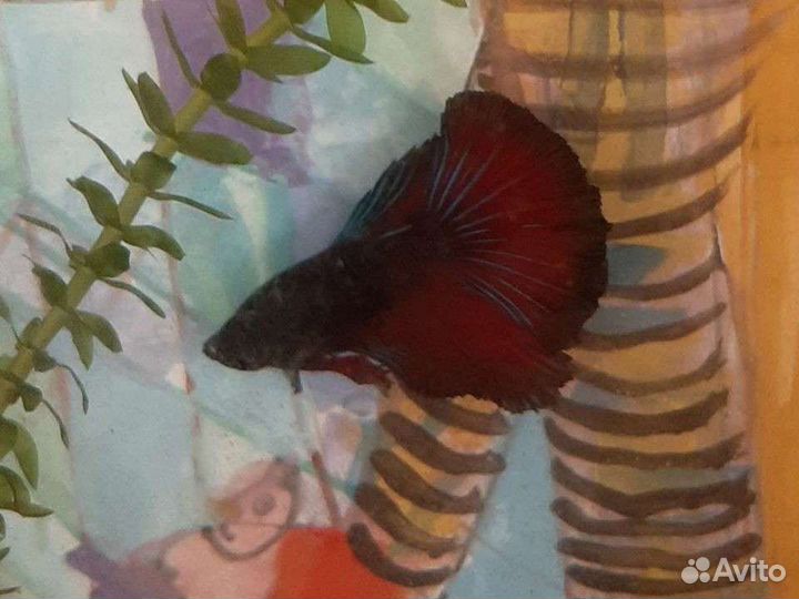 Рыбка петушок