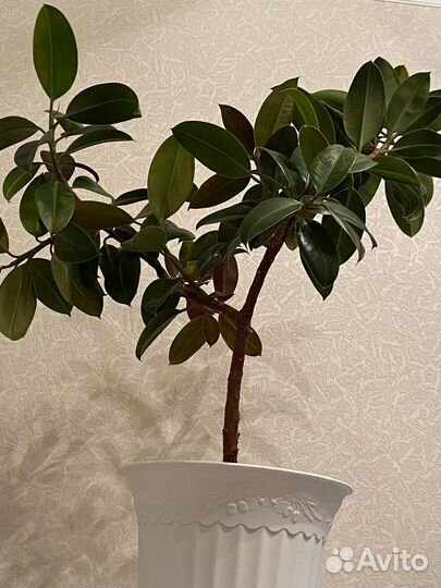 Продам фикус