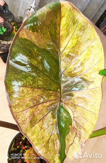 Алоказия Серендипити Голд