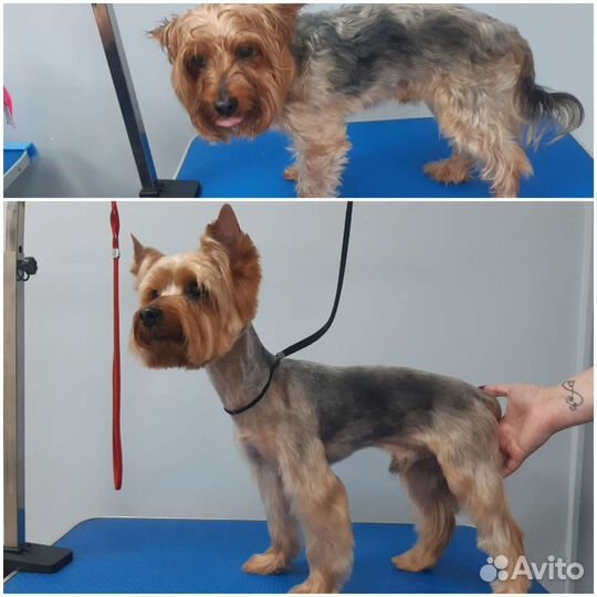 Груминг собак и кошек