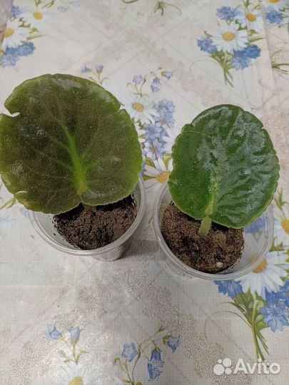 Фиалки листочки