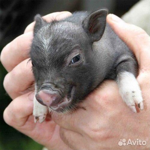 Вьетнамск вислобрюхий поросенок