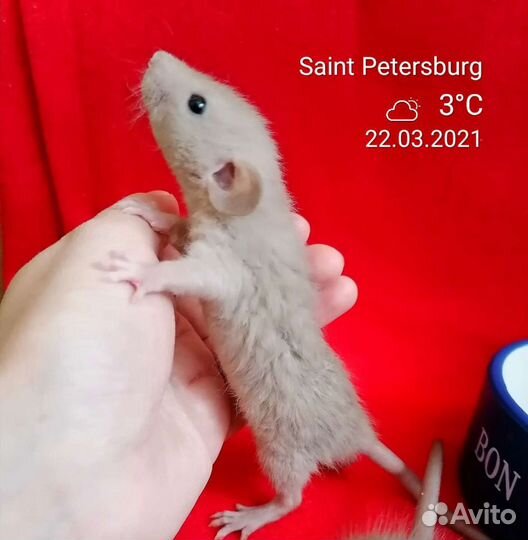 Крыса крысята дамбо разных окрасов