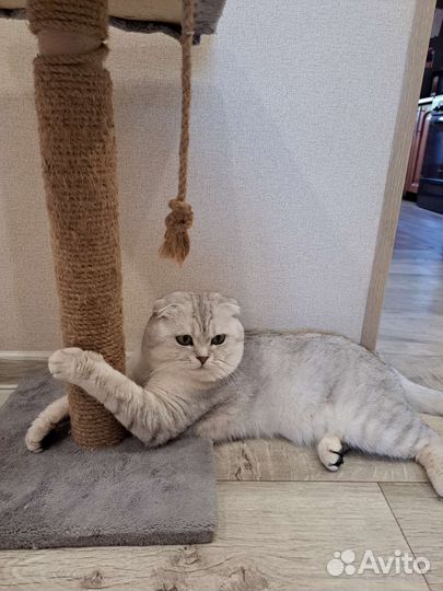 Шотландский кот на вязку