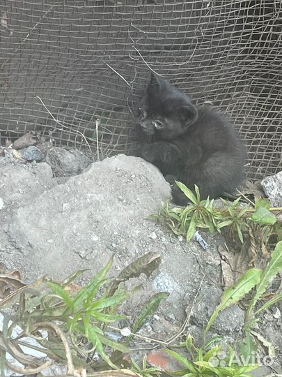 Котята спасите помогите