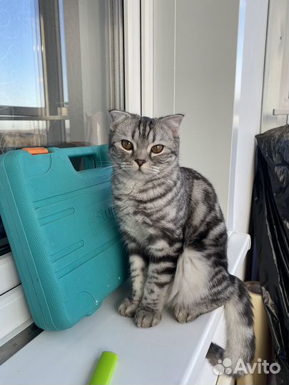 Кошка на вязку