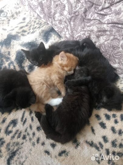 Котята в добрые руки