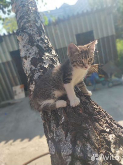 Котята ищут дом