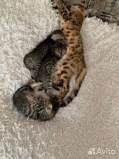 Котята от бенгальской кошки