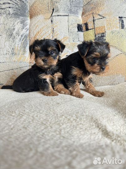 Йоркширский терьер