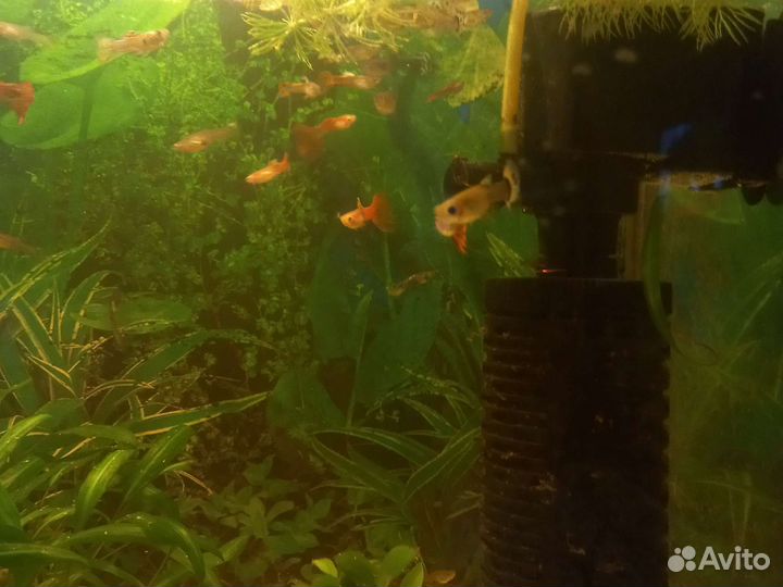 Рыбки гуппи