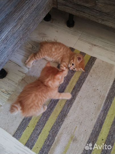 Кошки курильский бобтейл