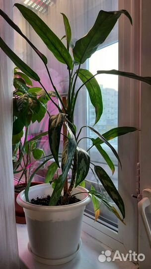 Продам цветы комнатные