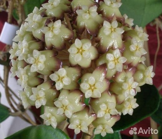 Хойи эсхинантус