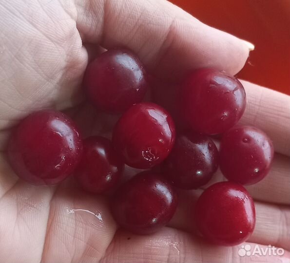 Вишня кустовая