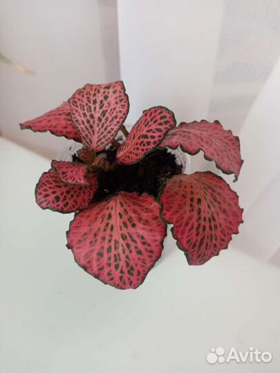 Фиттония, каллизия